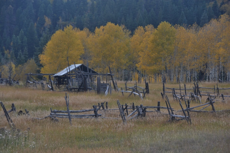 stand of yellow aspen and deserted corral 